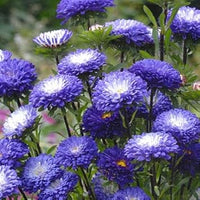Blau weiß chrysanthemum blume samen for anpflanzung - premium quality, heirloom & gmo free samen for home garten
 
 sale for anpflanzung in home garten