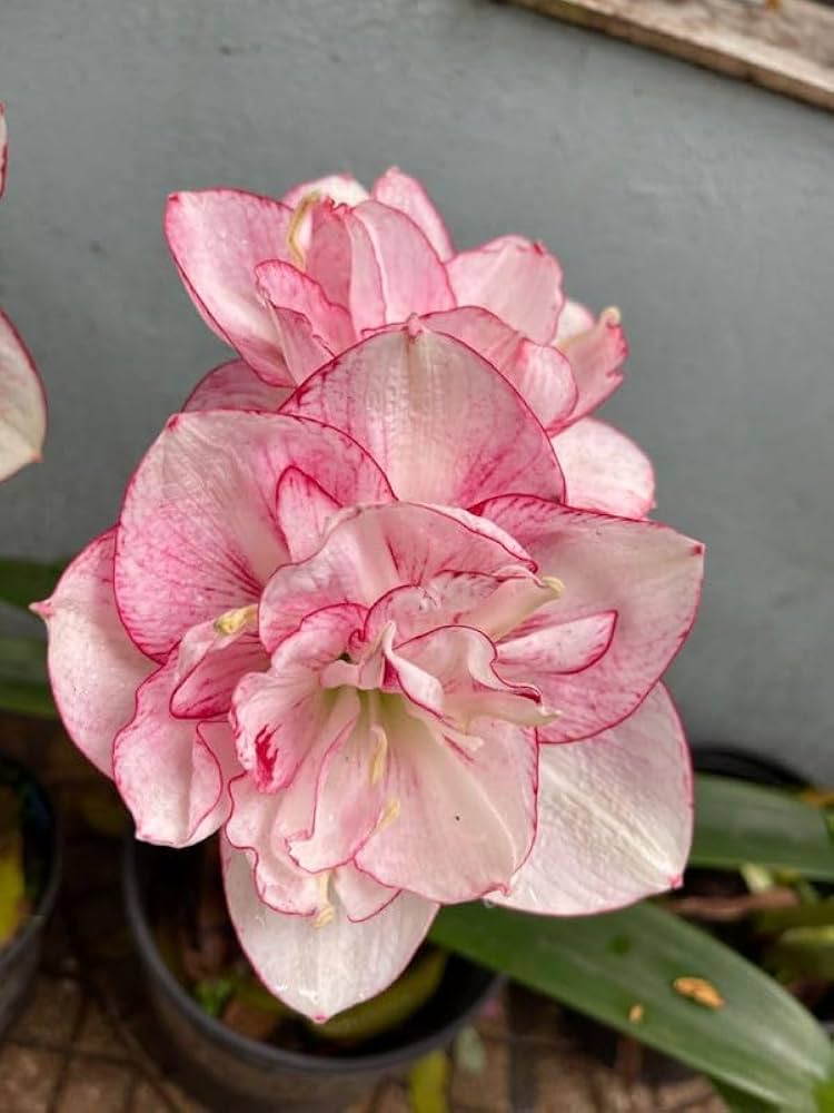 Rosa Ritterstern Blumensamen Wildblume Mischung Traditionssorte & ohne Gentechnik Samen Hausgarten