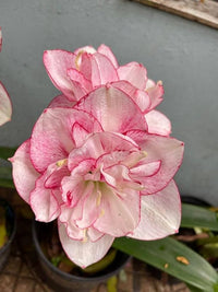 Rosa Ritterstern Blumensamen Wildblume Mischung Traditionssorte & ohne Gentechnik Samen Hausgarten