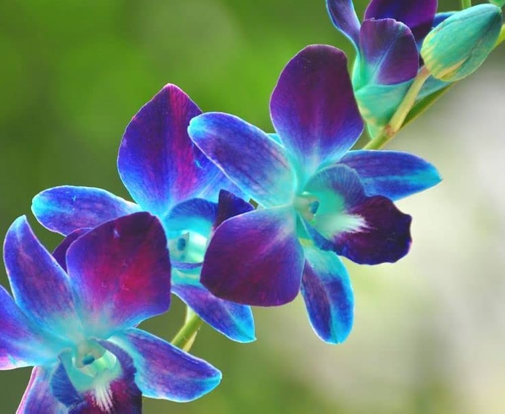 Blau-Lila Schmetterlingsorchidee Orchidee Samen Blumensamen zur Aussaat – ideal Rabatten – Traditionssorte & ohne Gentechnik Samen Hausgarten