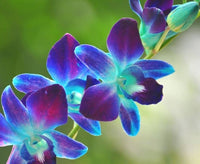 Blau-Lila Schmetterlingsorchidee Orchidee Samen Blumensamen zur Aussaat – ideal Rabatten – Traditionssorte & ohne Gentechnik Samen Hausgarten