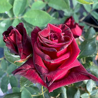 Rose Schwarz Baccara Rosa spp Blumensamen zur Aussaat Garten und Blume Beet