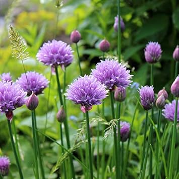 Rustic ciboulette blume samen – heirloom non-gmo, seasonal bloomer for home garten anpflanzung
 
 sale samen for home garten