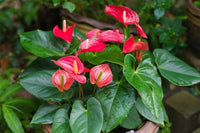 Flamingoblume Andraeanu Samen zur Aussaat Hausgarten Blume Beet