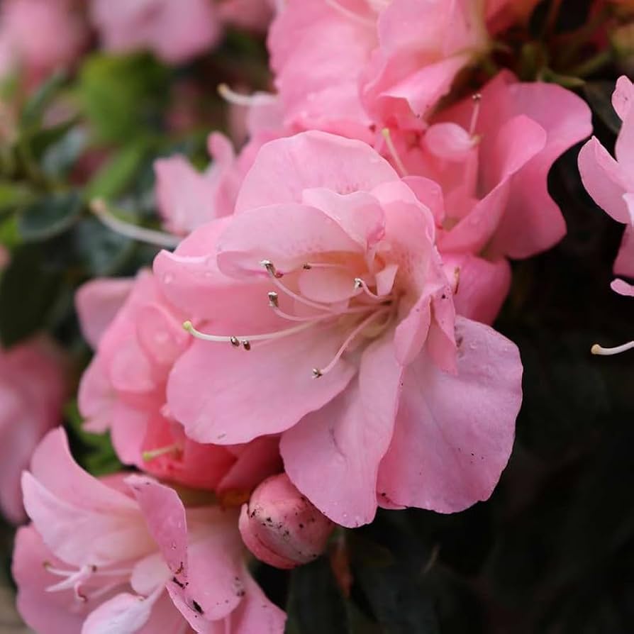 Rosa Royal Azalee Rhododendron Schlipper Bushi Shrub Blumensamen