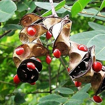 Coral bean blume samen, heirloom non-gmo blooms with vibrant colors for home garten anpflanzung
 
 sale samen for home garten