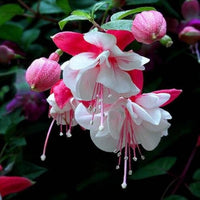 Fuchsie Lantern Blumensamen einzigartig – hängend Garten Blüten