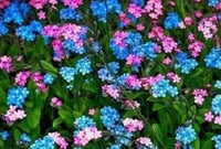 Mix nezabudka blume samen for anpflanzung vibrant growth heirloom & gmo free samen for home garten 
 
 sale for anpflanzung in home garten