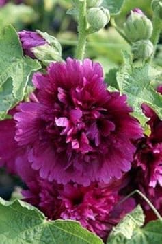 Lila hollyhock blume samen for anpflanzung - sun loving, heirloom & gmo free samen for home garten
 
 sale for anpflanzung in home garten