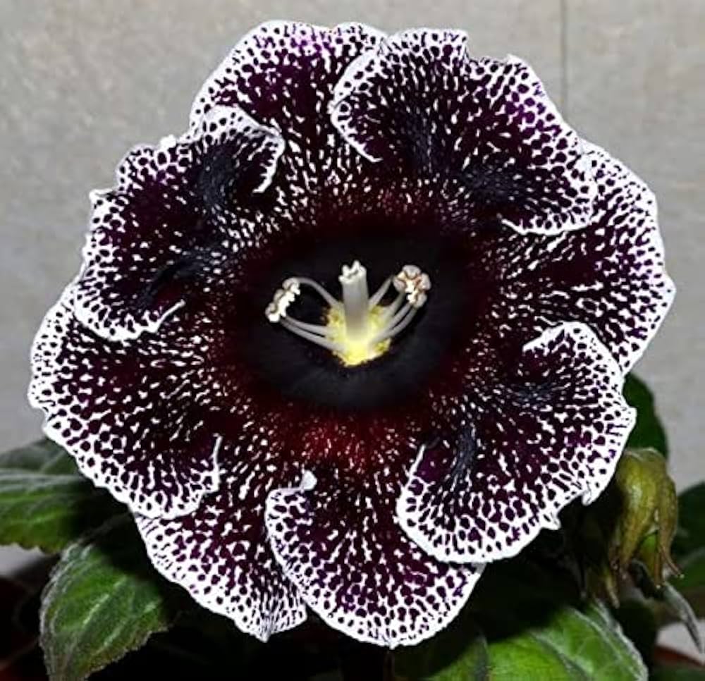 Gloxinie Sinningia Speciosa Gemischt Blumensamen