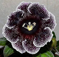 Gloxinie Sinningia Speciosa Gemischt Blumensamen