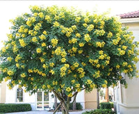 Cassia Glauca Scrambled Egg Strauch Gelb Blumen Samen