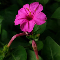 Rot Four O'Clock Mirabilis jalapa Samen zur Aussaat evening Garten Blume Beet