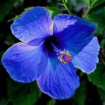 tief Blau Hibiskus Blumensamen zur Aussaat hochwertige Qualitäts- Traditionssorte & ohne Gentechnik Samen Hausgarten