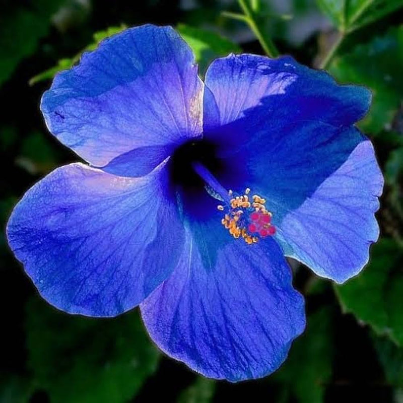 tief Blau Hibiskus Blumensamen zur Aussaat hochwertige Qualitäts- Traditionssorte & ohne Gentechnik Samen Hausgarten