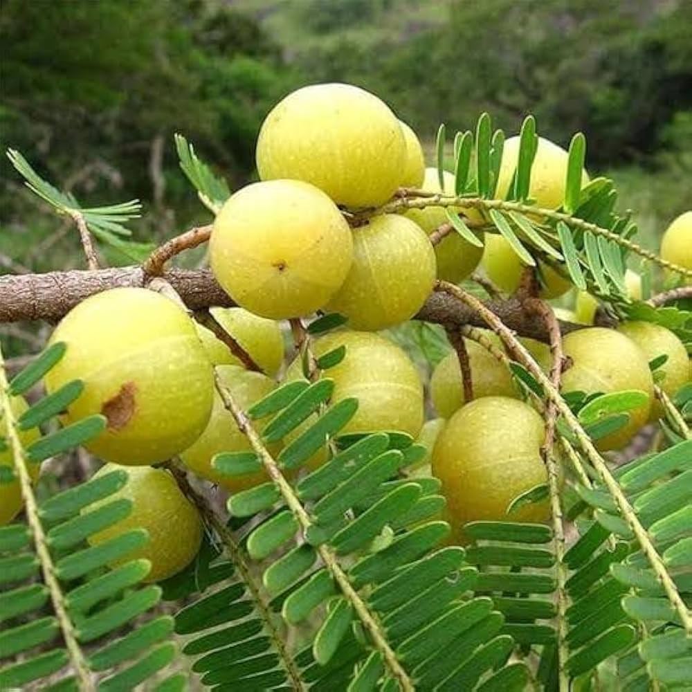Amla Samen Phyllanthus emblica