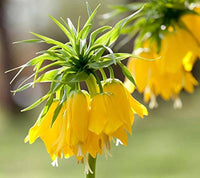 Gelb Imperial Crown Blumensamen zur Aussaat – Bestäuber freundlich – Traditionssorte & ohne Gentechnik Samen Hausgarten
