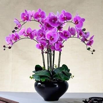 Butterfly orchid lila blume samen for anpflanzung - pollinator friendly, heirloom & gmo free samen for home garten
 
 sale for anpflanzung in home garten