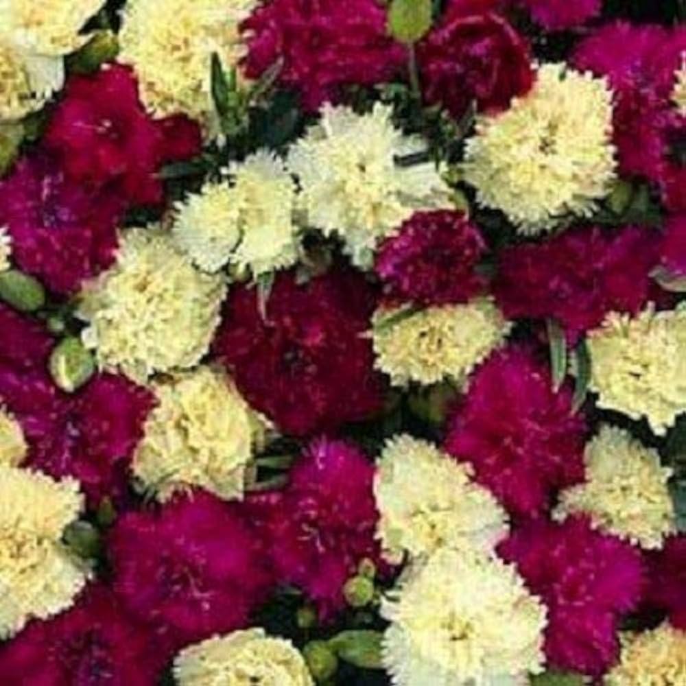Gemischt Bananaberry Nelke Clove Blumensamen