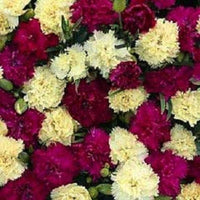 Gemischt Bananaberry Nelke Clove Blumensamen