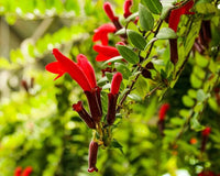 Chilean Bellflower Samen (Lapageria Rosea) einzigartig und Gartenblumen
