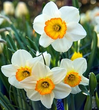 Daffodil (daffodil narcissus) samen for anpflanzung in home garten