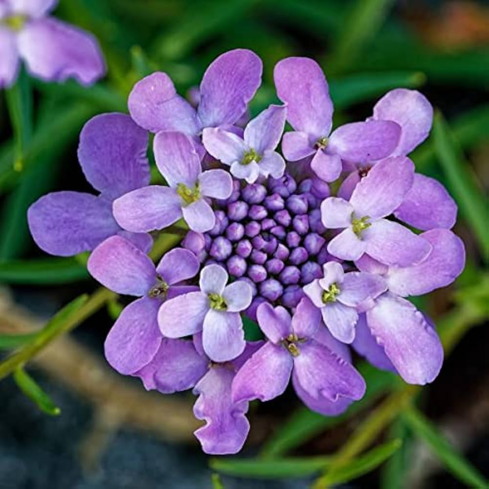 Mischung Candytuft Blumensamen zur Aussaat – farbenfroh einjährig Blüten leuchtend Gärten