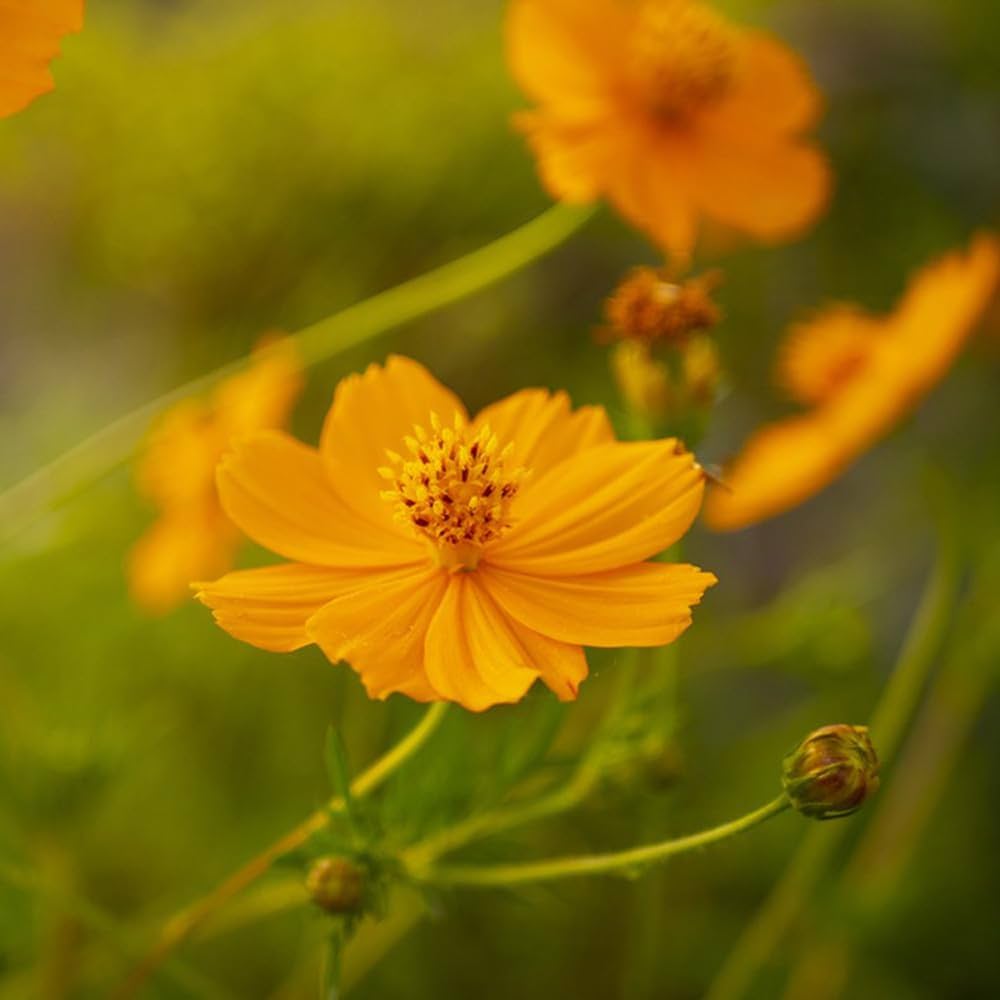 Aster Callistephus Chinensis Blumensamen