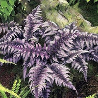 Lila Fern Pteridophyta zur Aussaat Traditionssorte & Non Gentechnik Samen leuchtend