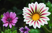 Violet daisy blume samen for anpflanzung - sun loving, heirloom & gmo free samen for home garten
 
 sale for anpflanzung in home garten.