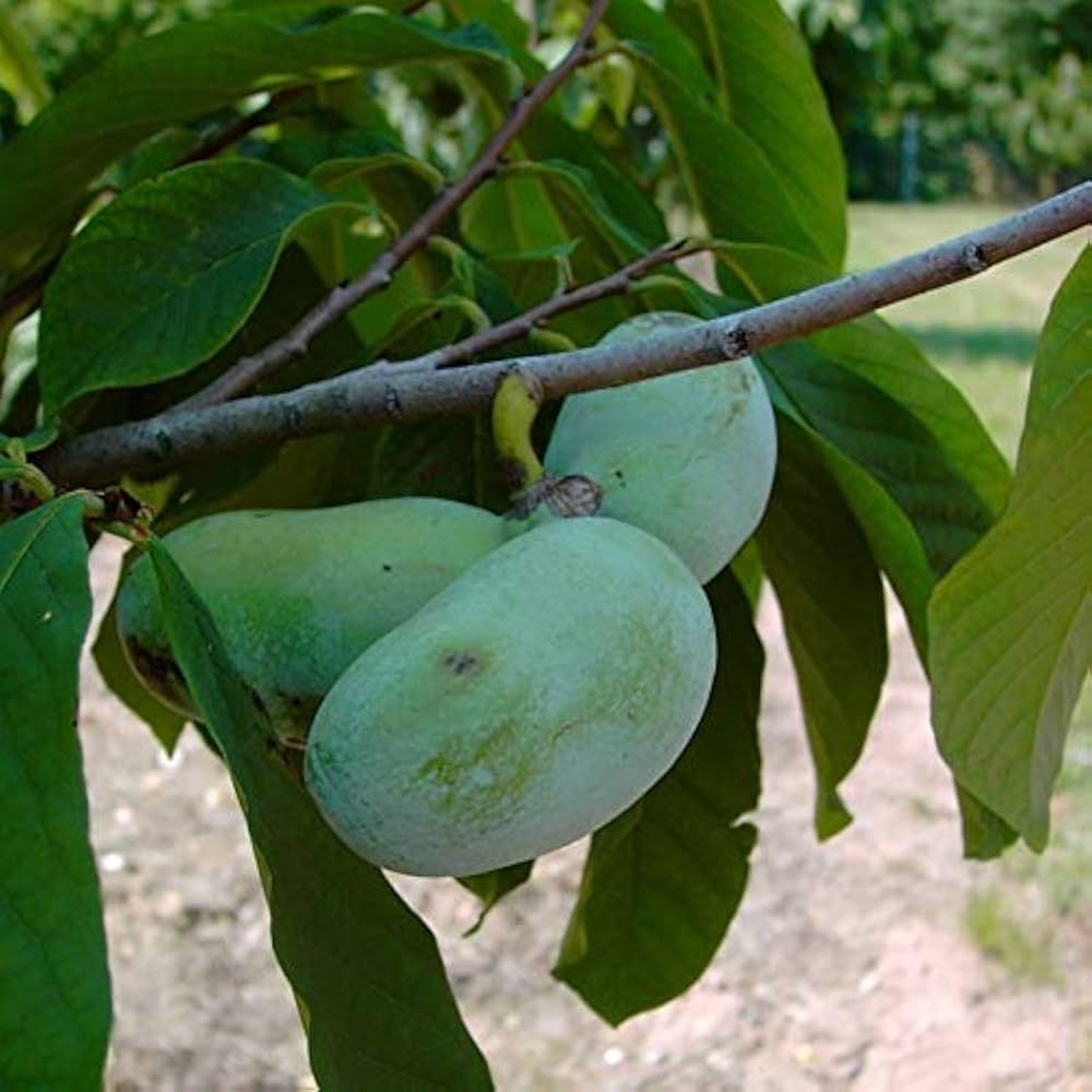 Grün Asminia Triloba Blumensamen zur Aussaat – saisonal Dauerblüher – Traditionssorte & ohne Gentechnik Samen Hausgarten