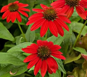 Rot sunflower samen for anpflanzung - vibrant colors, heirloom & gmo free samen for home garten
 
 sale samen for anpflanzung in home garten