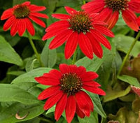 Rot sunflower samen for anpflanzung - vibrant colors, heirloom & gmo free samen for home garten
 
 sale samen for anpflanzung in home garten