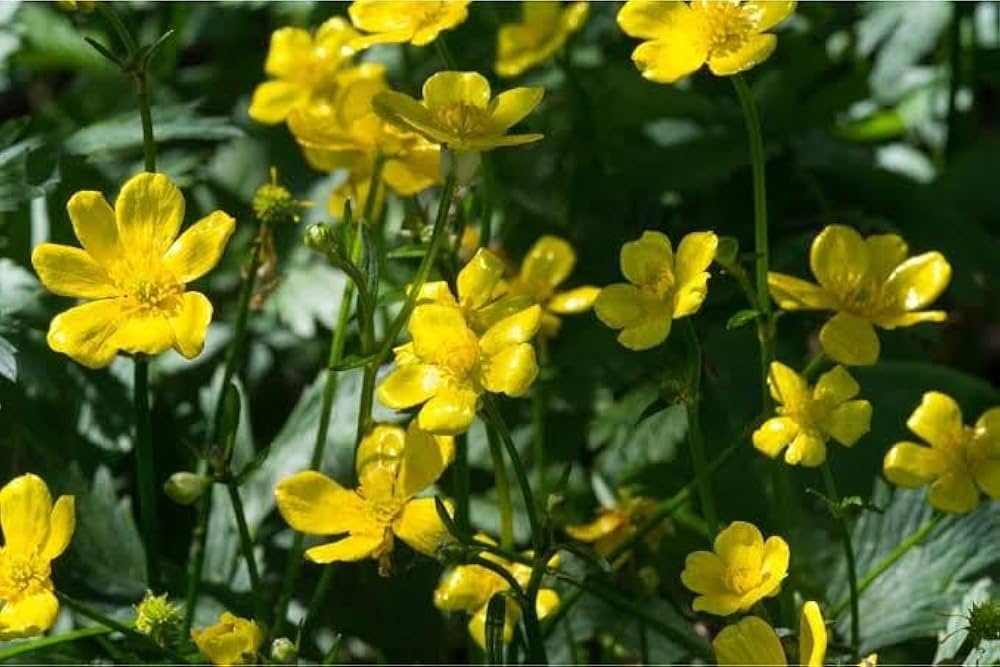 Early Buttercup Native Wildblume Samen Bestäuber-freundlich Gärten