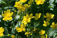 Early Buttercup Native Wildblume Samen Bestäuber-freundlich Gärten