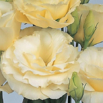 Gelb lisianthus blume samen for elegant garten blooms