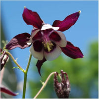 William Guinness Columbine European Wildblume Samen zur Aussaat Garten