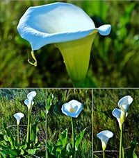 Sky blau calla blume samen for anpflanzung - shade tolerant, heirloom & gmo free samen for home garten
 
 sale samen for anpflanzung in home garten