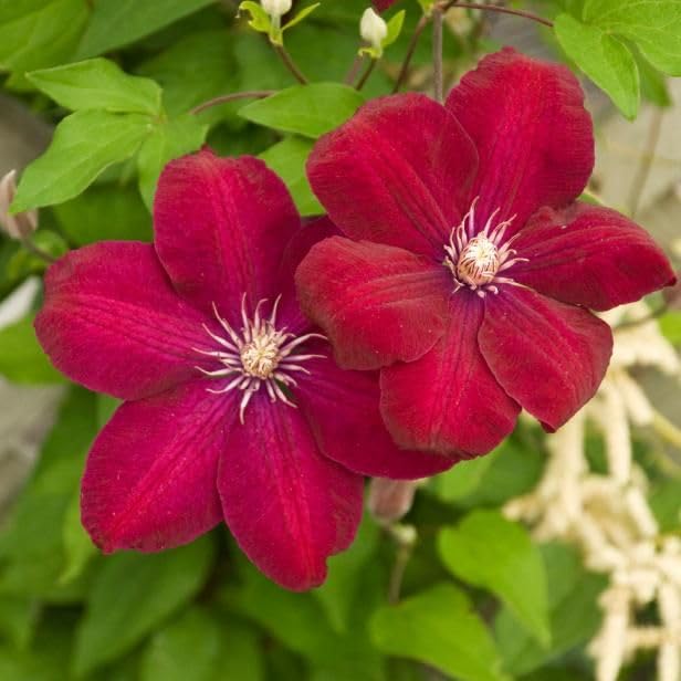 Rot Waldrebe Blumensamen zur Aussaat leuchtend Traditionssorte & ohne Gentechnik Samen Hausgarten