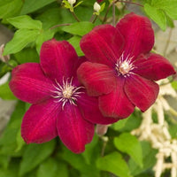 Rot Waldrebe Blumensamen zur Aussaat leuchtend Traditionssorte & ohne Gentechnik Samen Hausgarten