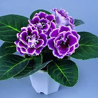 Gloxinia blau weiß blume samen for anpflanzung - premium quality, heirloom & gmo free samen for home garten
 
 sale for anpflanzung in home garten