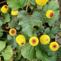 Toothache Pflanze Natural Relief Samen Growing Herbal Remedy Gärten