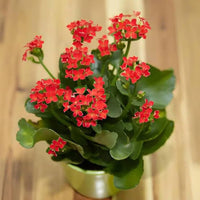 Flammendes Käthchen Blumensamen farbenfroh – Low-Maintenance Garten Pflanzen