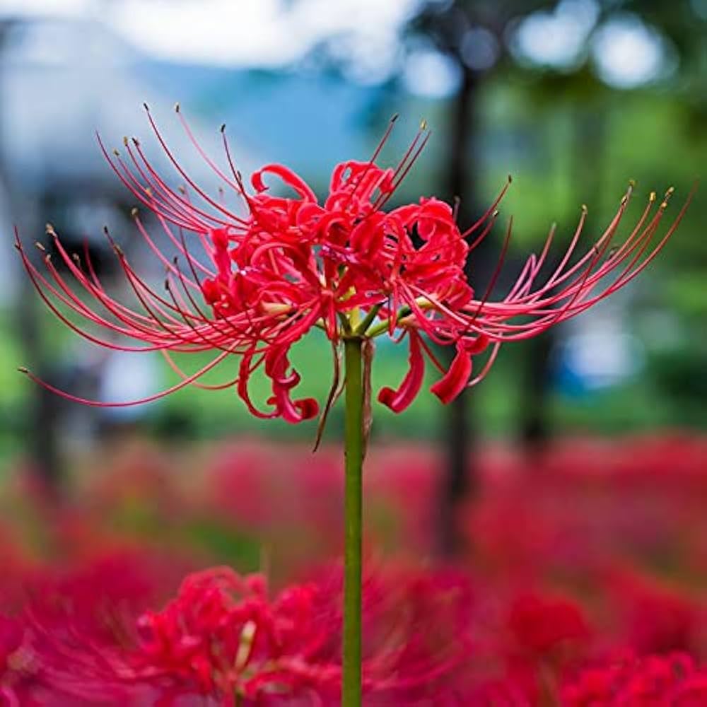 Lycoris Blumensamen zur Aussaat – robust Sorte – Traditionssorte & ohne Gentechnik Samen Hausgarten