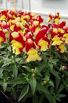 Gelb anthurium for anpflanzung compact growth heirloom & gmo free samen for home garten
 
 sale for anpflanzung in home garten