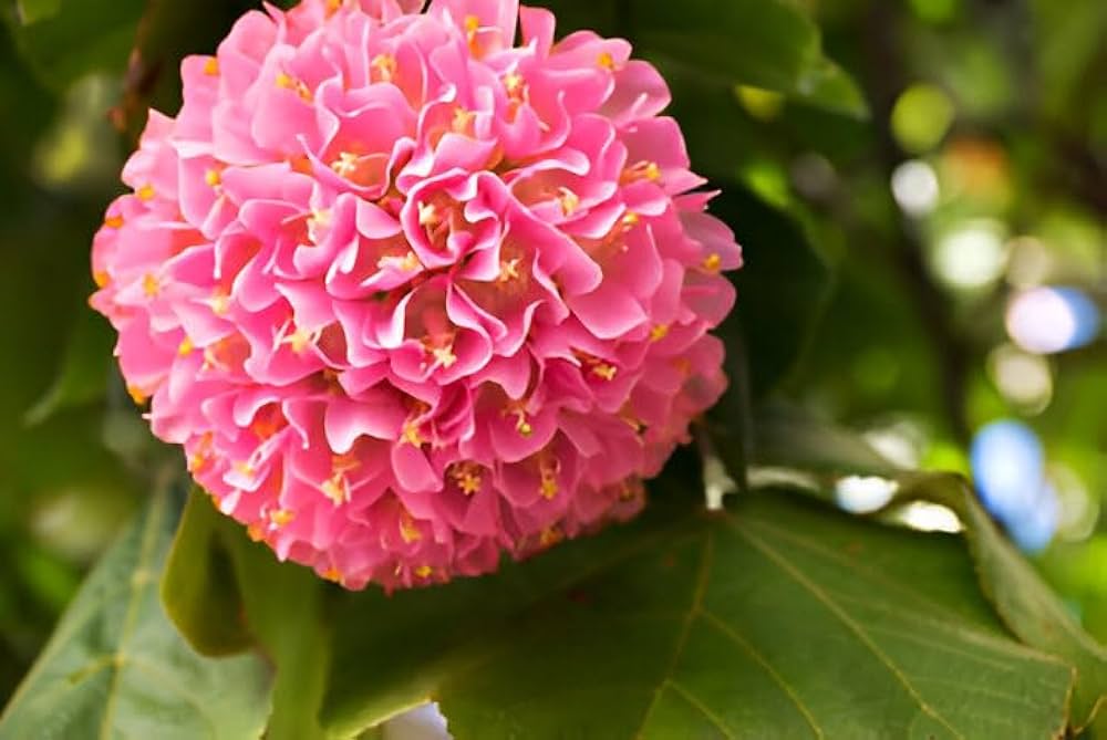 Dombeya Rosa Blumensamen zur Aussaat – leuchtend Blüten für Ihren Garten