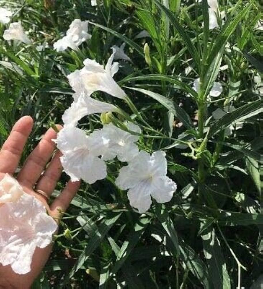 Ruellia Ruellia tuberosa Samen zur Aussaat tropisch Garten und Planters