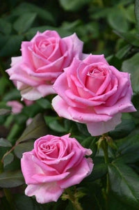 Grün und Rosa Rose Blumensamen zur Aussaat
