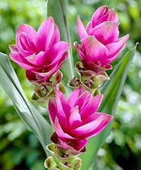 Curcuma blume samen for anpflanzung - perfect for borders, heirloom & gmo free samen for home garten
 
 sale samen for home garten