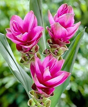 Curcuma blume samen for anpflanzung - perfect for borders, heirloom & gmo free samen for home garten
 
 sale samen for home garten